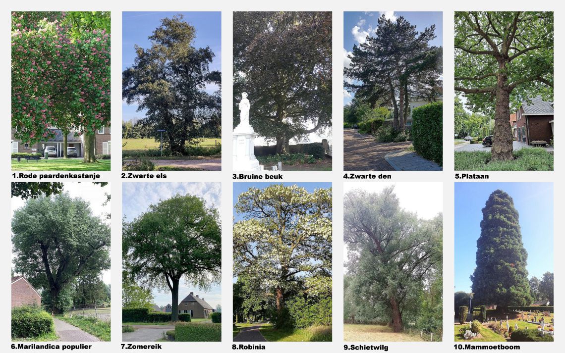 Collage Mooiste bomen selectie met namen